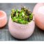 Glasblumentopf DutZ Pot Salmon