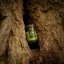 Kerze Vellutier klein, Ancient Oakwoods