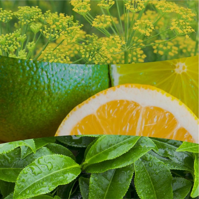 WoodWick hajó alakú gyertya, Matcha Zest