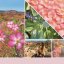 Yankee candle illatgyanta 22 g, Desert Blooms