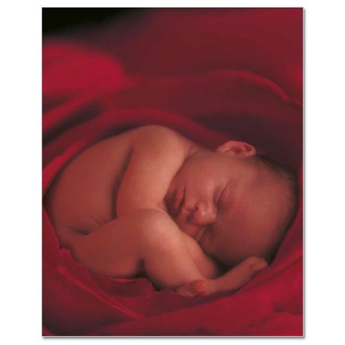 Kniha Anne Geddes Mých Prvních Pět Let, Flower X-Large