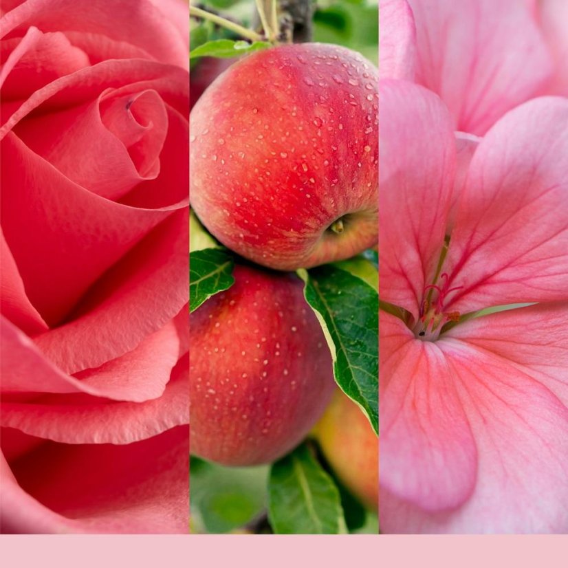 Scented wax Yankee Candle 22 g, Fresh Cut Roses