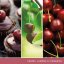 Yankee candle Signature Kerze, groß, Black Cherry