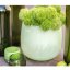 Glasblumentopf DutZ Pot Light green