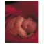 Kniha Anne Geddes Mých Prvních Pět Let, Flower X-Large