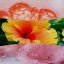 WoodWick Medium Candle, Lush Pomelo